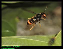 Asian Hornet