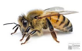 European Honeybee