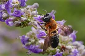 Giant Resin Bee