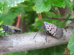 Spotted Lanternfly