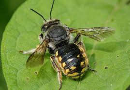 Wool Carder Bee